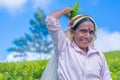 Tamil woman who works at Dambetenna estate breaks tea leaves Royalty Free Stock Photo